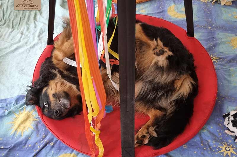 H-Wurf_Fotogalerie_8Woche_800x533_Bild10