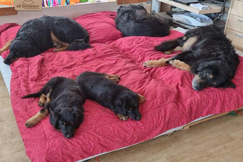 H-Wurf_Fotogalerie_8Woche_800x533_Bild11