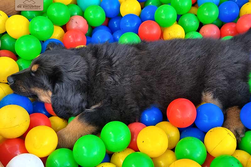 H-Wurf_Fotogalerie_8Woche_800x533_Bild12