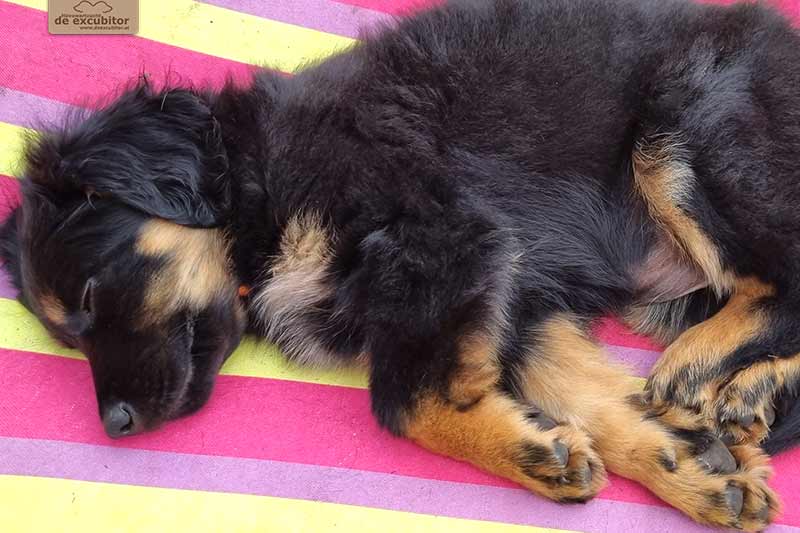 H-Wurf_Fotogalerie_8Woche_800x533_Bild13