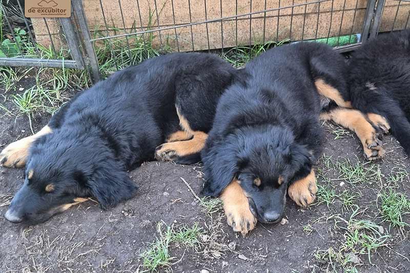 H-Wurf_Fotogalerie_8Woche_800x533_Bild14