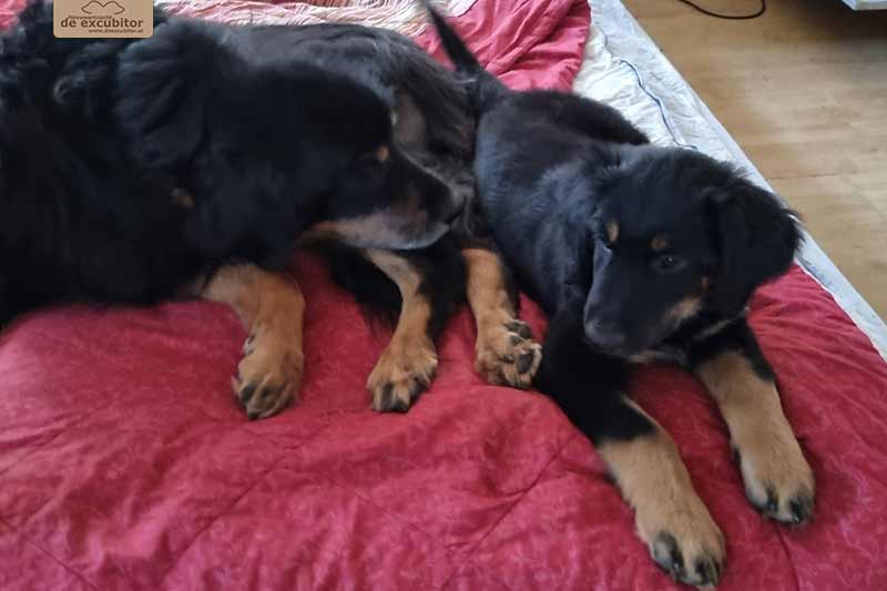 H-Wurf_Fotogalerie_8Woche_800x533_Bild15