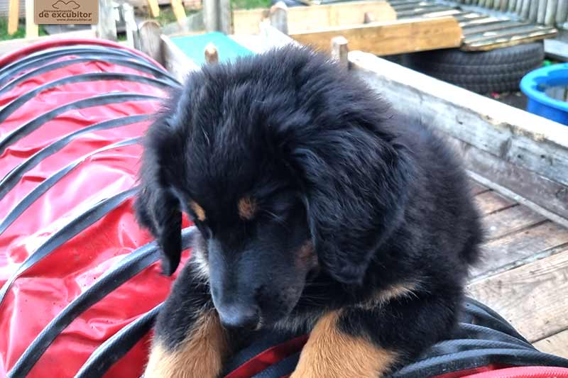 H-Wurf_Fotogalerie_8Woche_800x533_Bild16