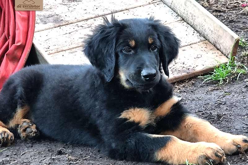 H-Wurf_Fotogalerie_8Woche_800x533_Bild17