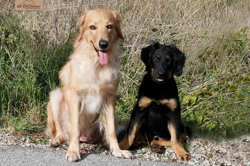 H-Wurf_Fotogalerie_Abschied_Hector_800x533