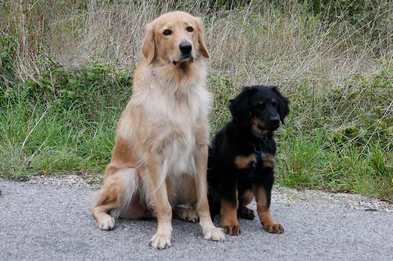 H-Wurf_Fotogalerie_Abschied_Henry_800x533