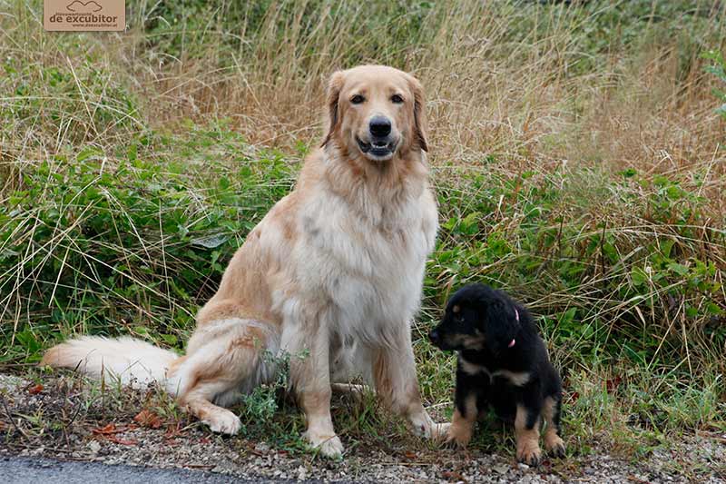 H-Wurf_Fotogalerie_Abschied_Holly_800x533