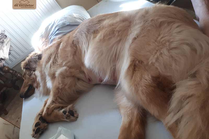 H-Wurf_Fotogalerie_Geburt_800x533_001