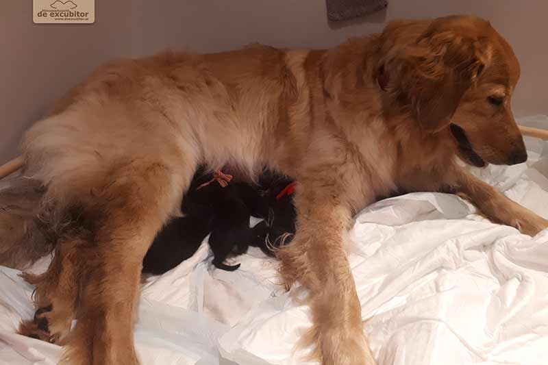 H-Wurf_Fotogalerie_Geburt_800x533_002