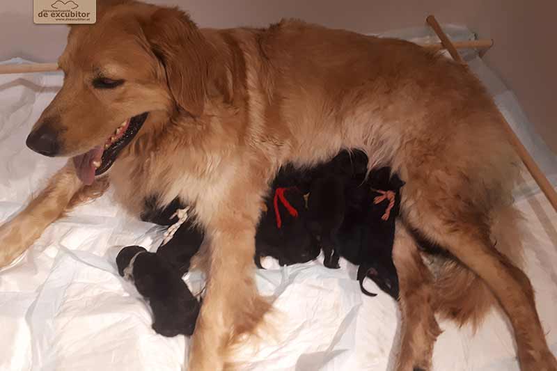 H-Wurf_Fotogalerie_Geburt_800x533_004